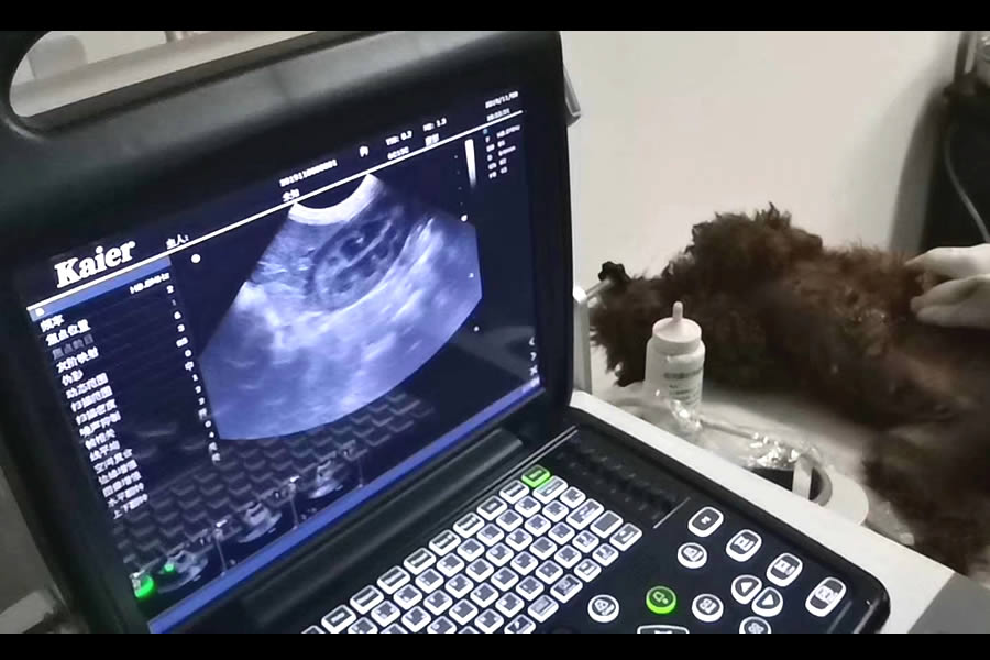 寵物醫院用寵物b超